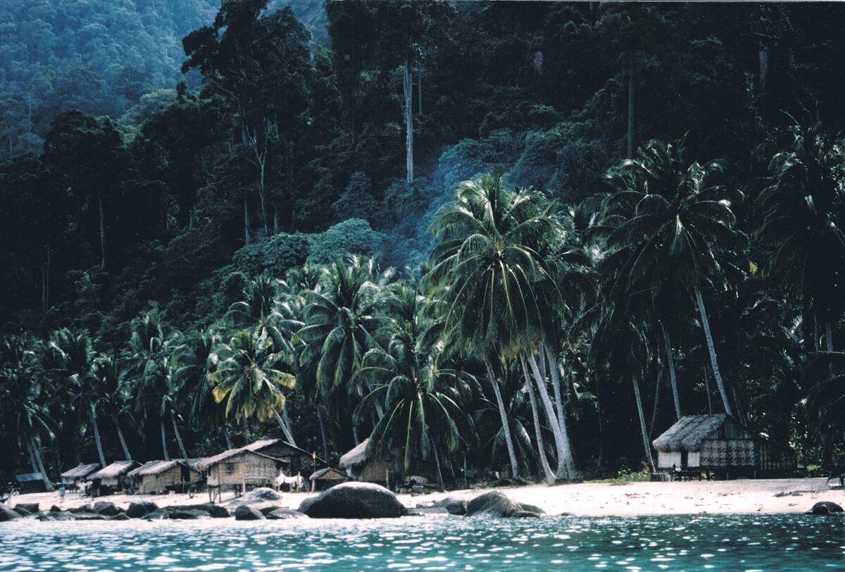 Stilt huts with thatched roofs on a beach below tall rainforest and coconut palms