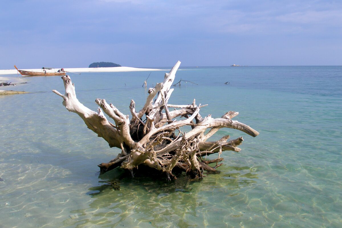 Bleached driftwood roots in clear shallow water, a longtail boat by a sandbank behind